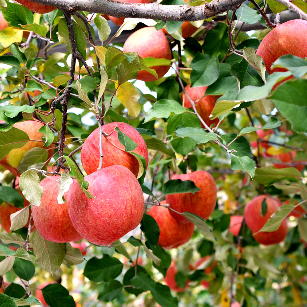 프리미엄 햇 사과 고당도 부사 감홍 꿀사과 가정용 산지직송 시나노골드 2kg 3kg 5kg