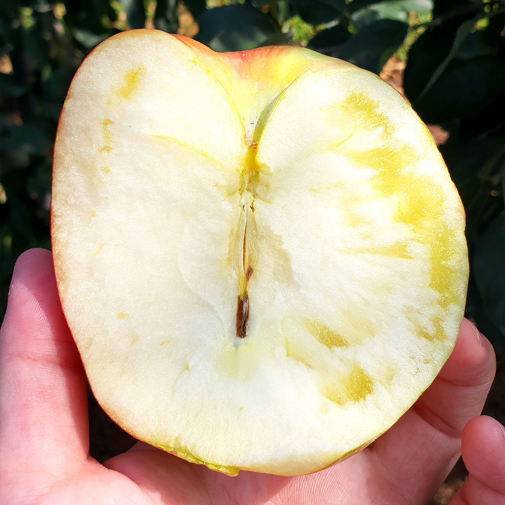 프리미엄 햇 사과 고당도 부사 감홍 꿀사과 가정용 산지직송 시나노골드 2kg 3kg 5kg