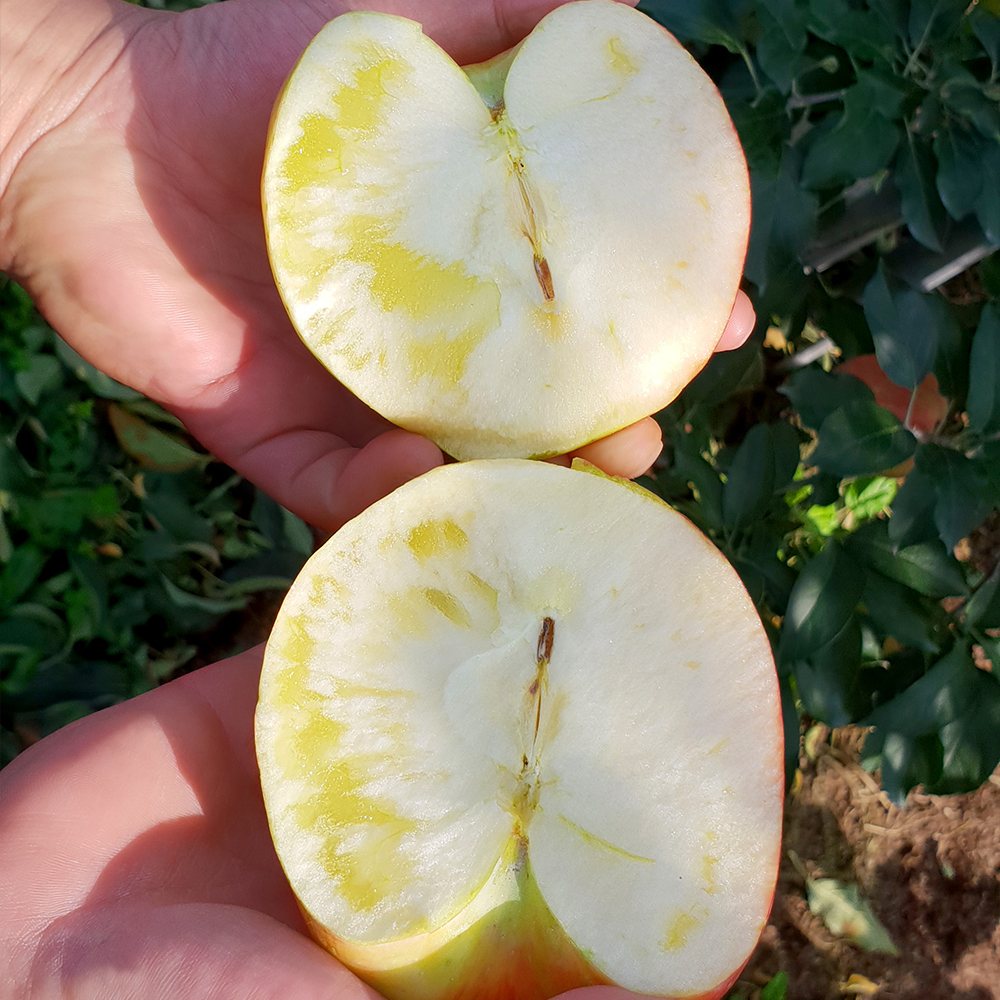 프리미엄 햇 사과 고당도 부사 감홍 꿀사과 가정용 산지직송 시나노골드 2kg 3kg 5kg