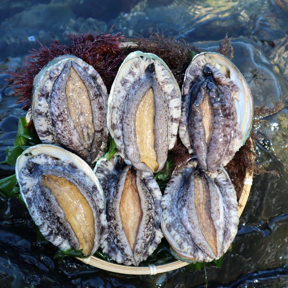 완도 전복 직거래 특대 활전복 산지직송 선물세트 7-9미, 1kg, 1개 - 상세 이미지 2