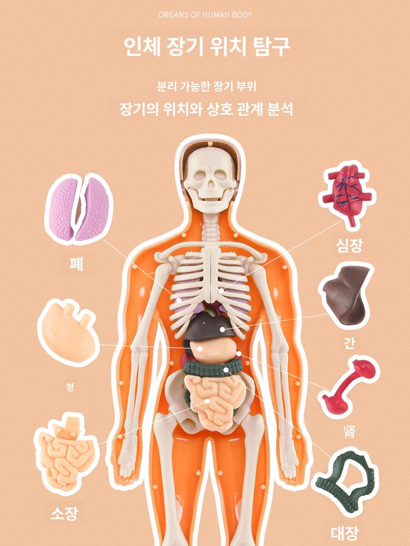 생체 구조 해부학 골격 장기 분리 조립 완구 완전 투명 28cm 선물용 - 상세 이미지 3