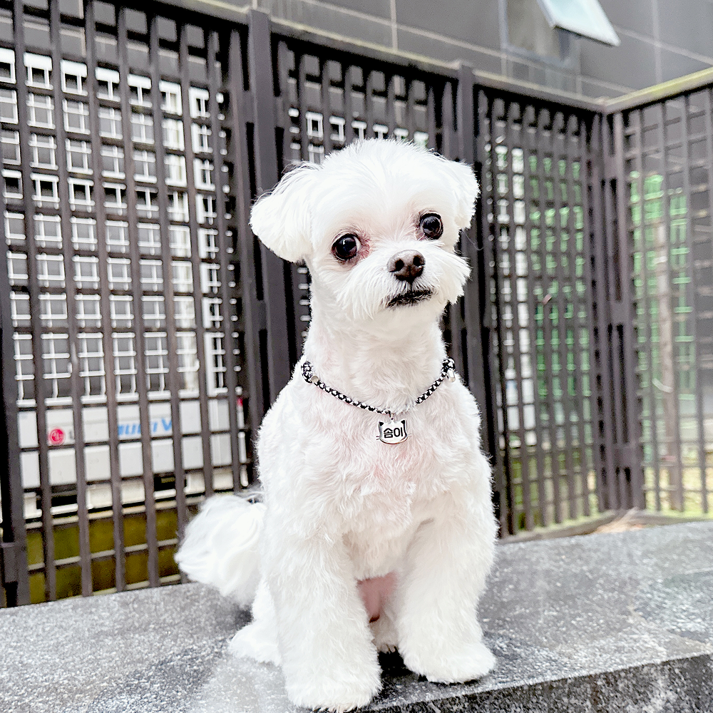 니어블리 강아지 인식표 써지컬 고양이 목걸이 이름표 - 상세 이미지 4