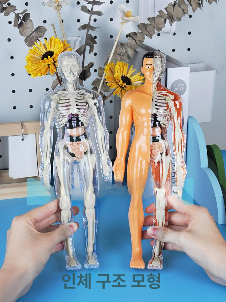 생체 구조 해부학 골격 장기 분리 조립 완구 완전 투명 28cm 선물용 - 상세 이미지 2