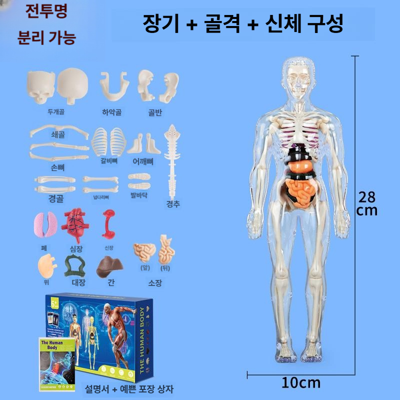 생체 구조 해부학 골격 장기 분리 조립 완구 완전 투명 28cm 선물용 - 메인 이미지