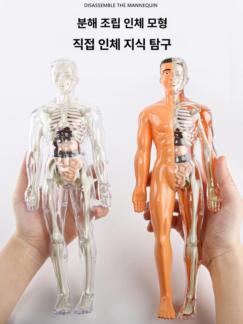 생체 구조 해부학 골격 장기 분리 조립 완구 완전 투명 28cm 선물용 - 상세 이미지 4