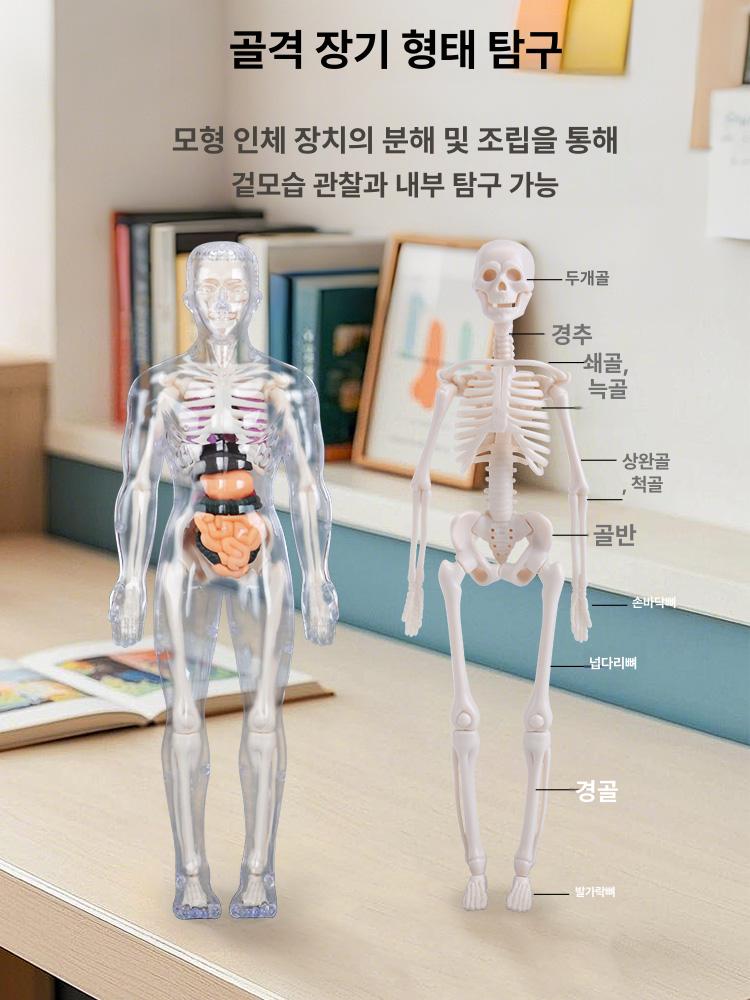 생체 구조 해부학 골격 장기 분리 조립 완구 완전 투명 28cm 선물용 - 상세 이미지 5