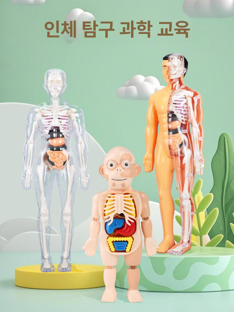 생체 구조 해부학 골격 장기 분리 조립 완구 완전 투명 28cm 선물용 이미지 6