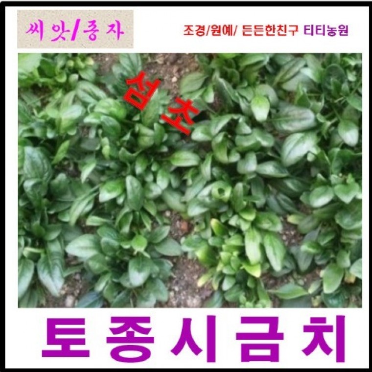 섬초동초씨앗 시금치 씨앗 400g - 상품 이미지