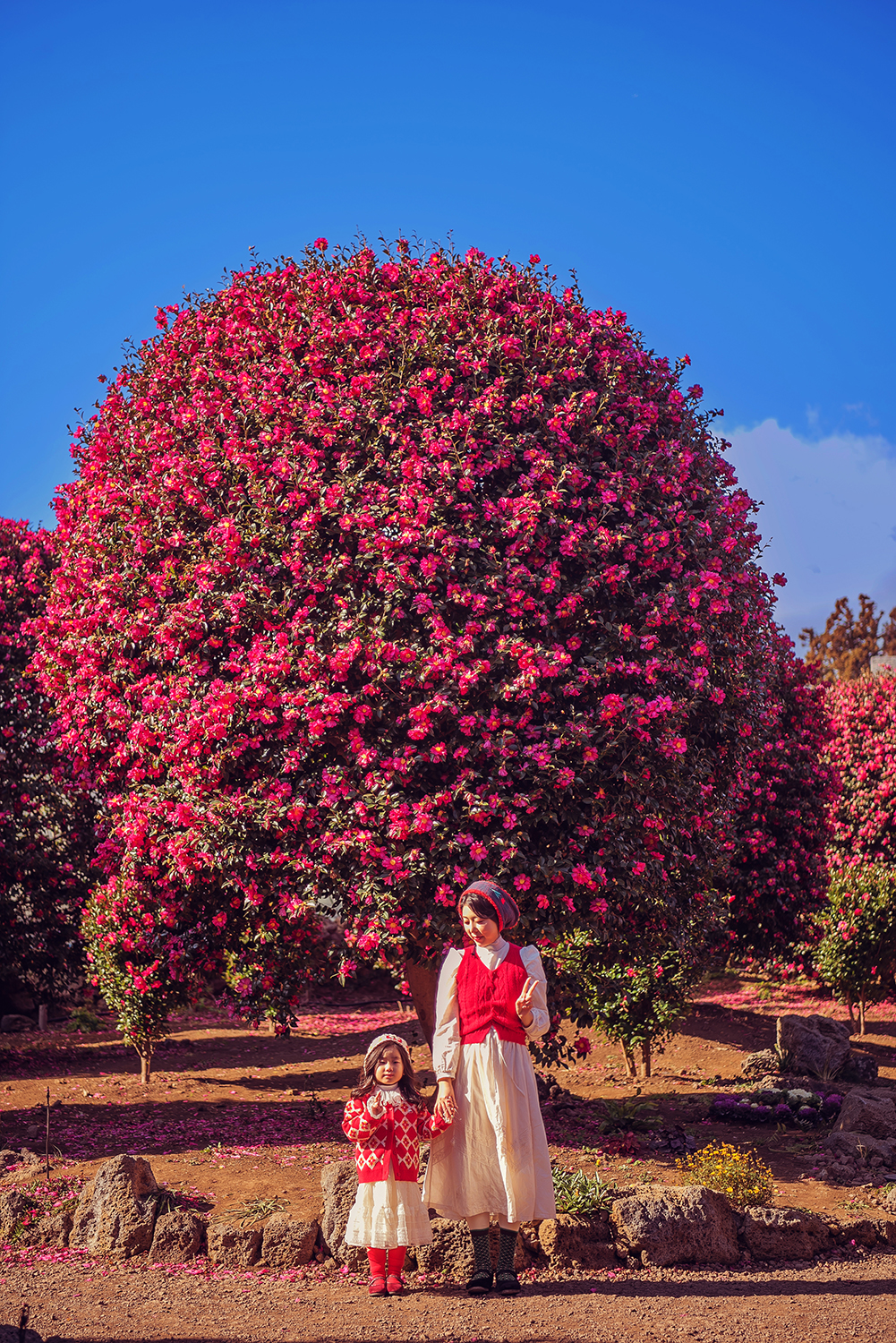 제주스냅 제주도 가족스냅 사진촬영 우정 만삭 데이트 웨딩 리마인드 돌아기 30분 1시간