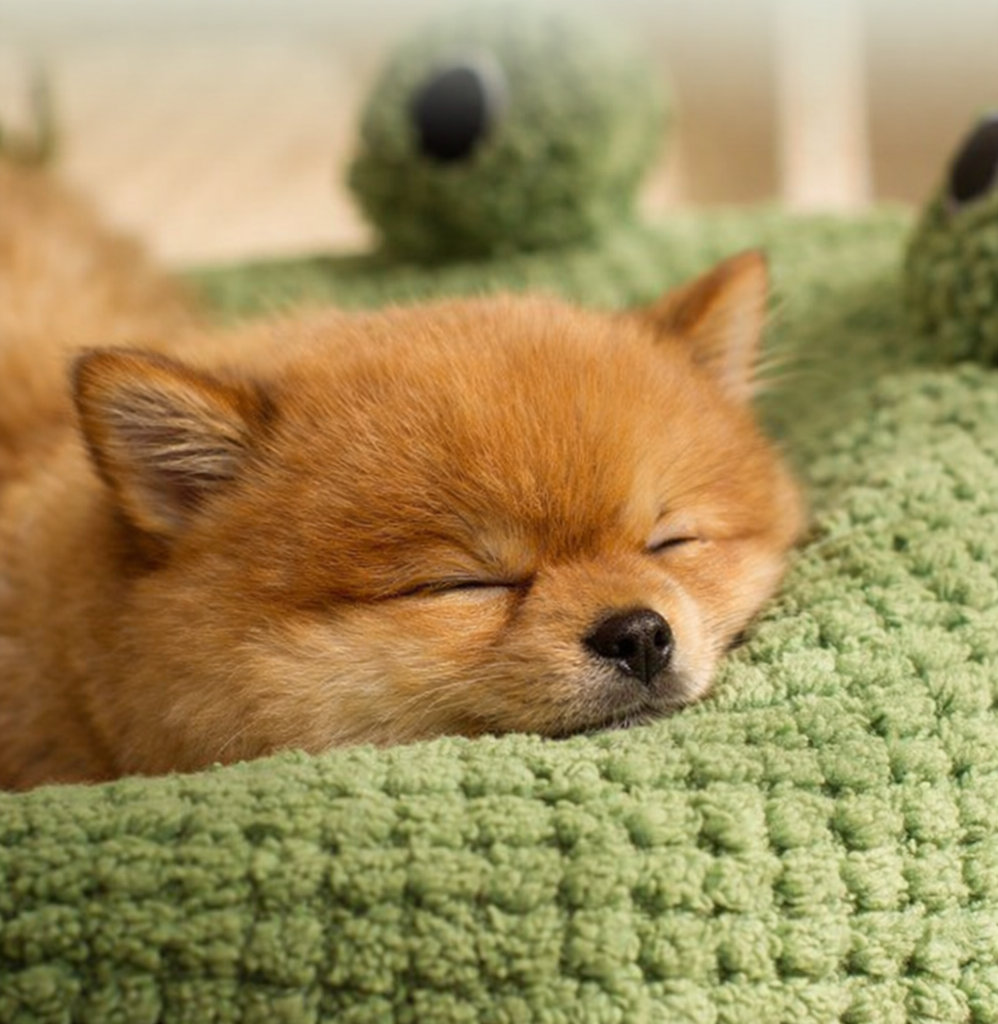 [원형] 애견 고양이 강아지 방석 쿠션 겨울 마약 베개