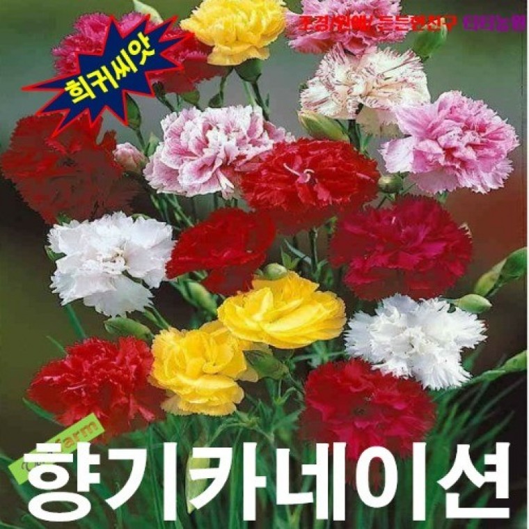 향기카네이션 혼합 10립 - 상품 이미지