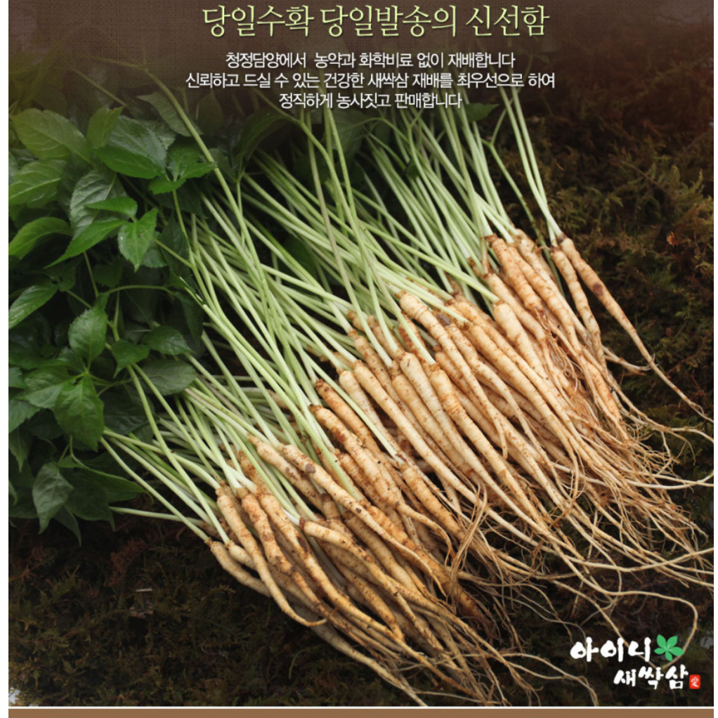 선물용 인삼 새싹쌈 100뿌리 생인삼 종삼 애기삼 소형 이미지 2