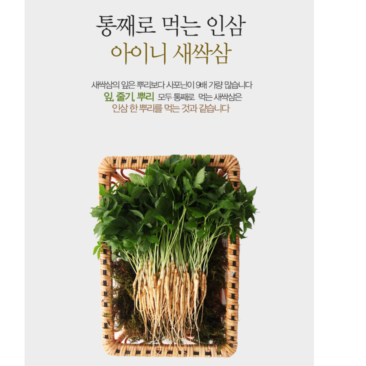 선물용 인삼 새싹쌈 100뿌리 생인삼 종삼 애기삼 소형 이미지 3