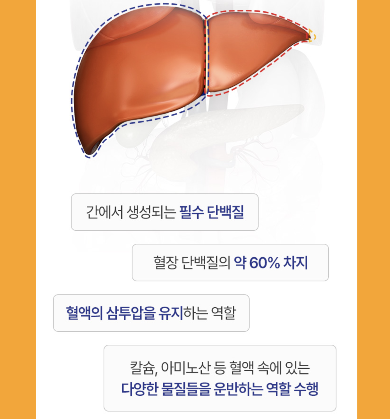 활력충전 마시는알부민프리미엄 고함량알부민영양제 기력회복영양제 - 상세 이미지 4