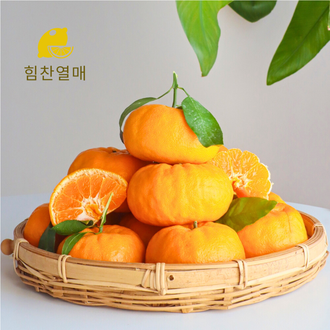 윈터프린스 제주 고당도 환타맛 프리미엄 감귤 대과, 3kg, 1개 - 상세 이미지 3