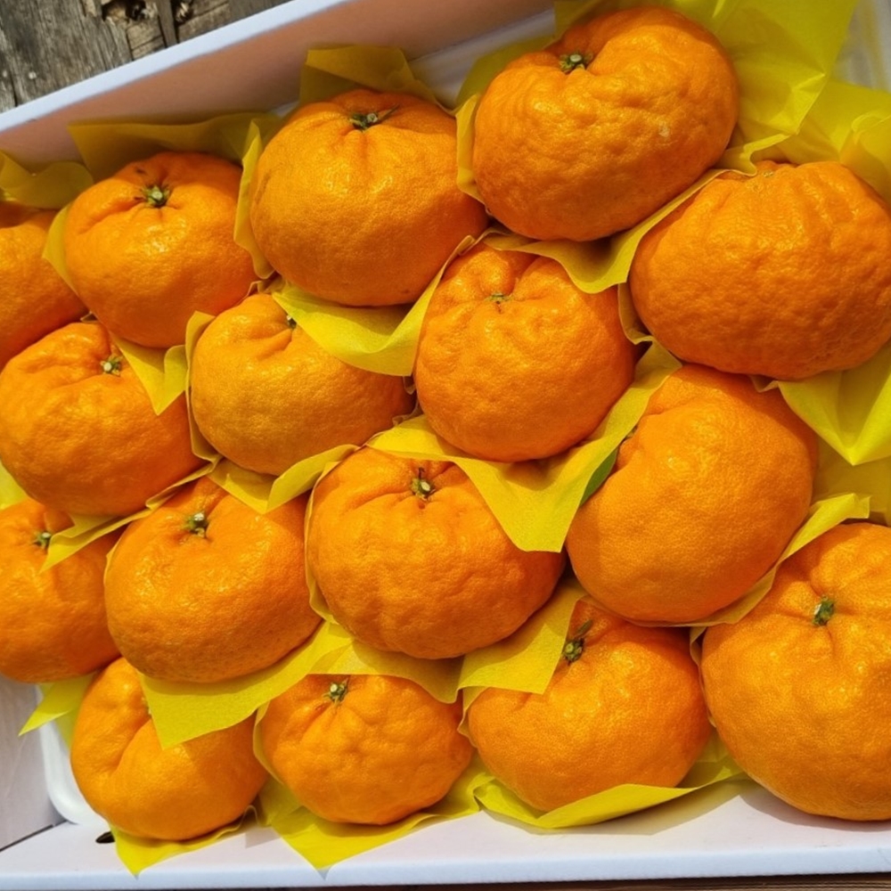 윈터프린스 제주 고당도 환타맛 프리미엄 감귤 대과, 3kg, 1개 - 상세 이미지 5