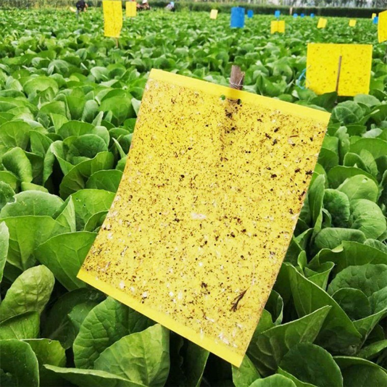 초파리 트랩 날파리 하루살이 20x 25cm 개미 없애기 집안 없애는법 흰개미 돈벌레 - 메인 이미지