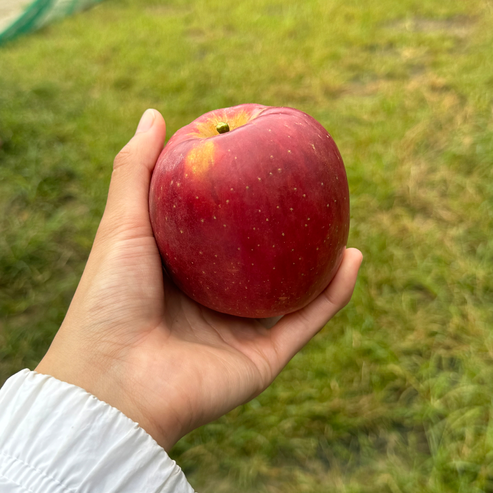 엔부사과 특품 고당도 아삭한 프리미엄 엔비사과 산지출고 실중량 1kg 이미지 8