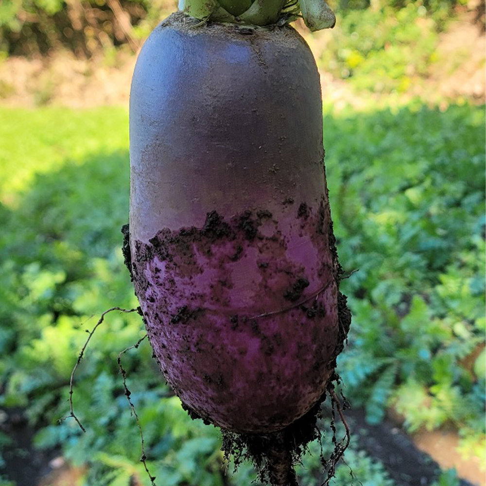 제주 자색무 4kg 산지직송 제철 채소 피클 샐러드 - 메인 이미지