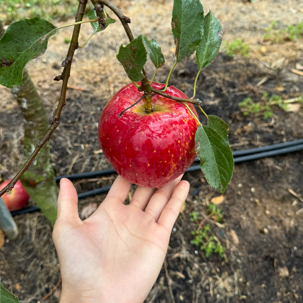 엔부사과 특품 고당도 아삭한 프리미엄 엔비사과 산지출고 실중량 1kg 이미지 6