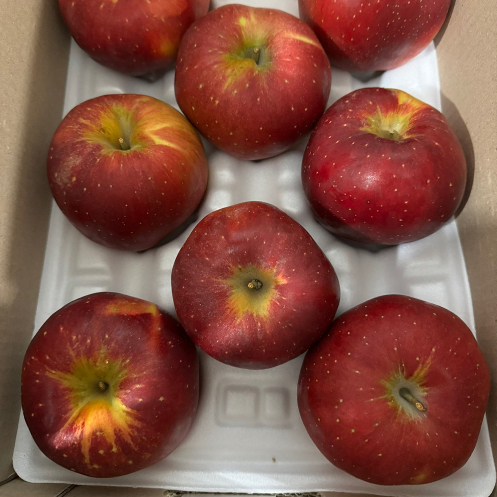 엔부사과 가정용 실속형 엔비사과 고당도 산지출고 실중량 1kg - 상세 이미지 3