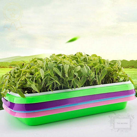 새싹 재배기 촘촘한 새싹삼 수경재배 키트 채반 1개입