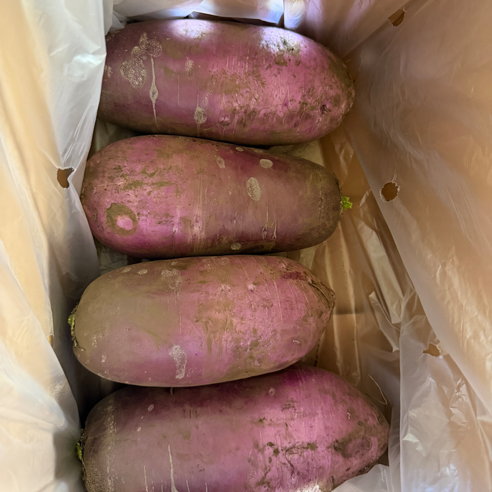 제주 자색무 4kg 산지직송 제철 채소 피클 샐러드 - 상세 이미지 3