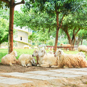 [단독차량] 나트랑 판랑 사막투어, 픽업샌딩/지프카/샌드보드 포함 솔직 후기 | 실사용자 리뷰 분석 - 상품 이미지 4