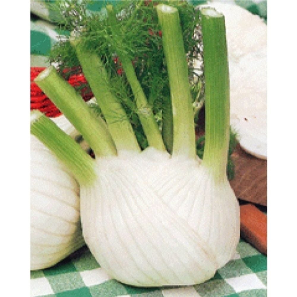피노키오 펜넬 씨앗 큰 허브 종자 - 상품 이미지