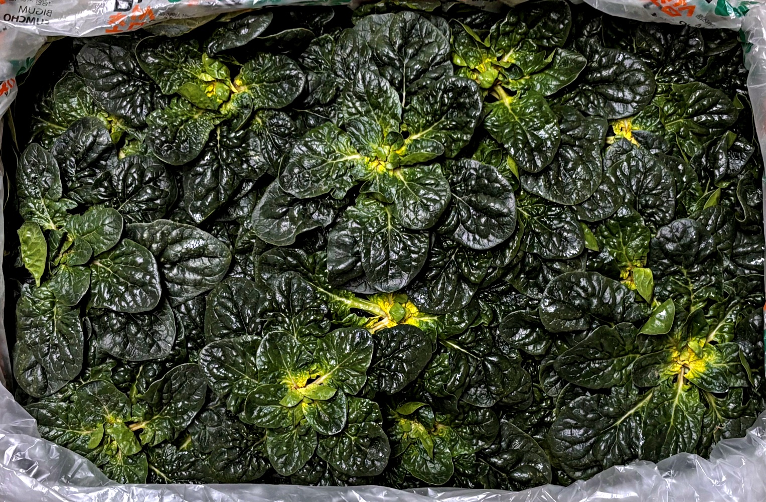 노지 비금도 시금치 비금섬초 1kg 2kg 3kg 특품 - 메인 이미지