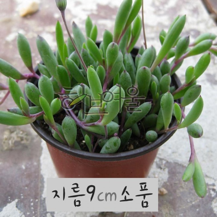 루비목걸이(루비 네크리스 Ruby Necklace) 지름 9cm 소품화분 - 상품 이미지