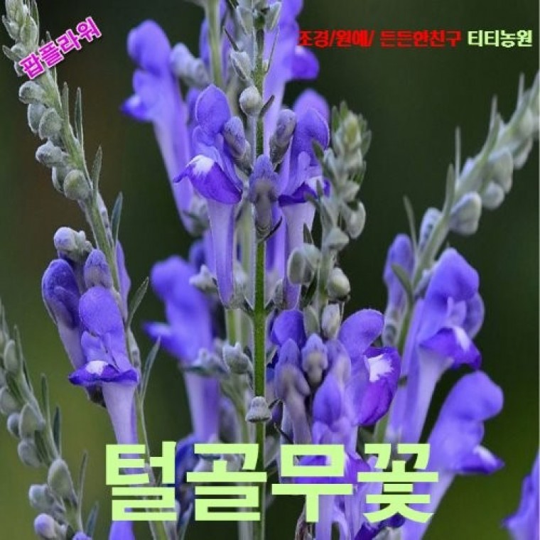 씨앗나라 골무꽃 씨앗 10립 - 메인 이미지