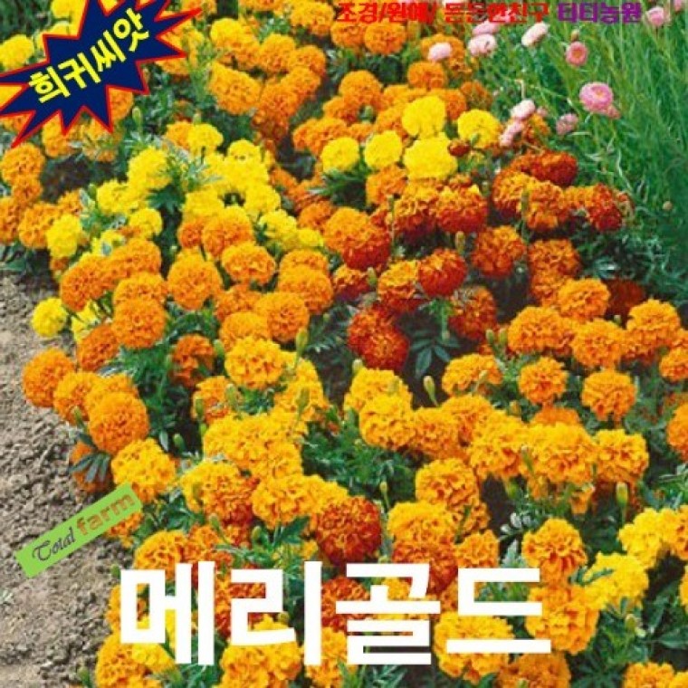프렌치메리골드 스파키믹스 10립 - 메인 이미지