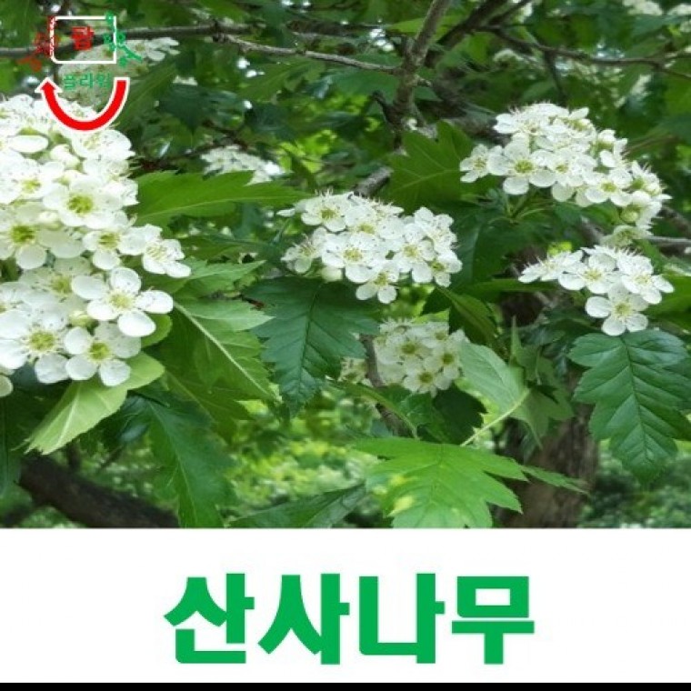 씨앗나라) 산사나무 씨앗 25립 - 상품 이미지