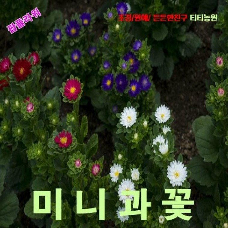 미니과꽃 혼합색 씨앗 10립 - 메인 이미지