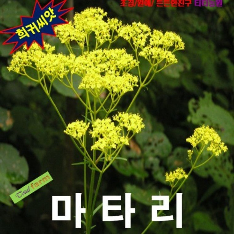 가을을 맞이하는 마타리 씨앗 15립 - 상품 이미지