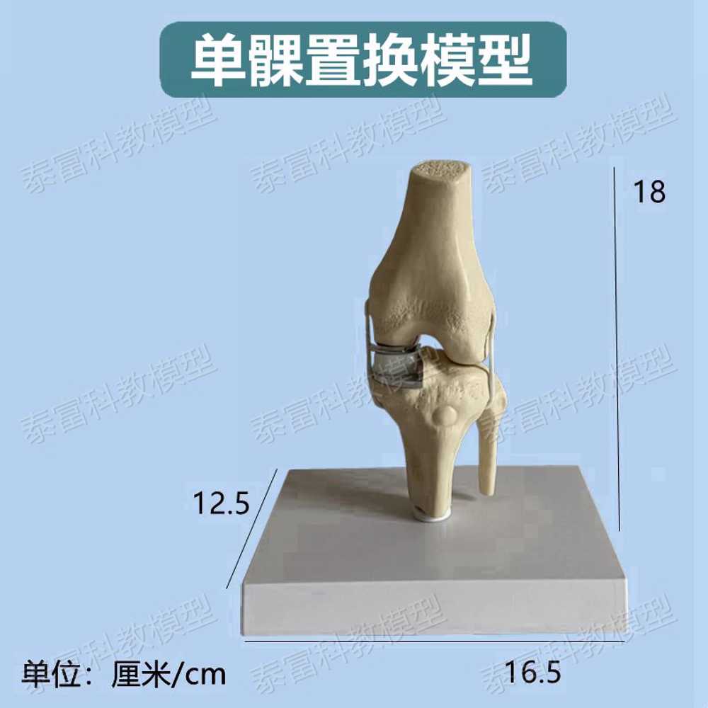 무릎관절 모형 해부학 무릅 교육 골격 뼈대 병원 모양 부분형 이미지 6