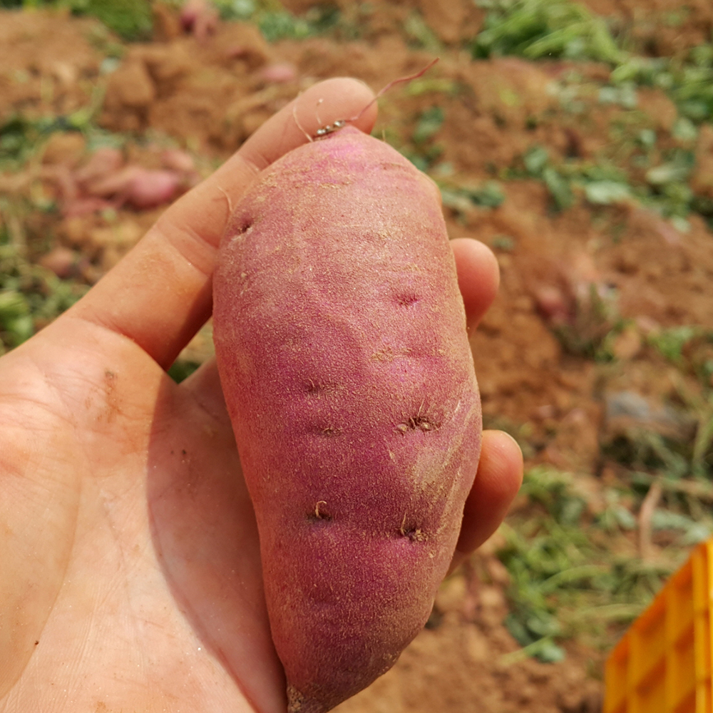 해남 꿀 고구마 베니하루카 햇고구마 세척 대, 10kg, 1개 - 상세 이미지 3