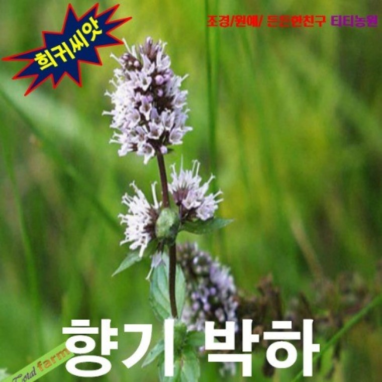 향기박하 허브 씨앗 페퍼민트 25립 - 메인 이미지