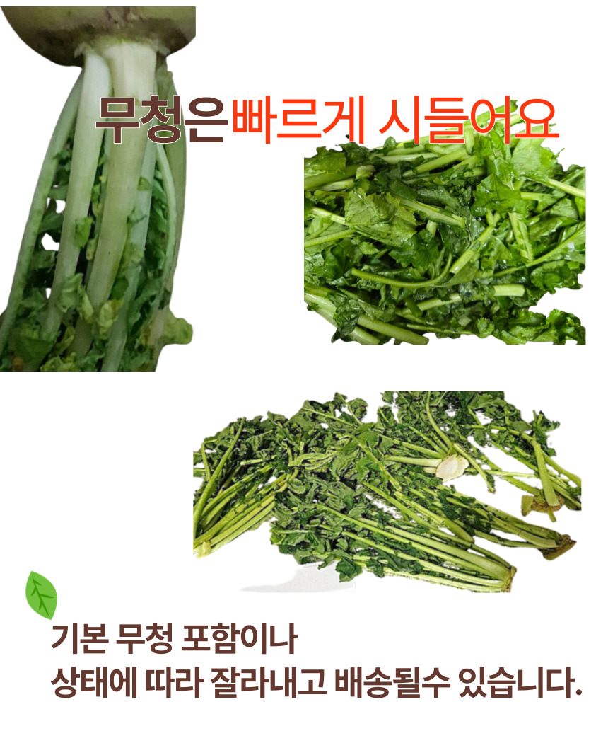 천수무 다발무 동치미용 월동 무우 겨울무 1단 - 상세 이미지 4