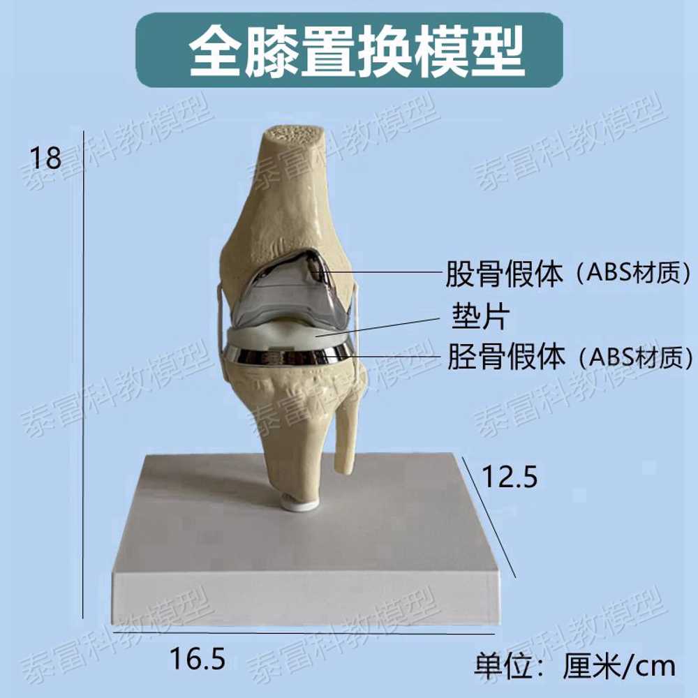 무릎관절 모형 해부학 무릅 교육 골격 뼈대 병원 모양 부분형 이미지 7