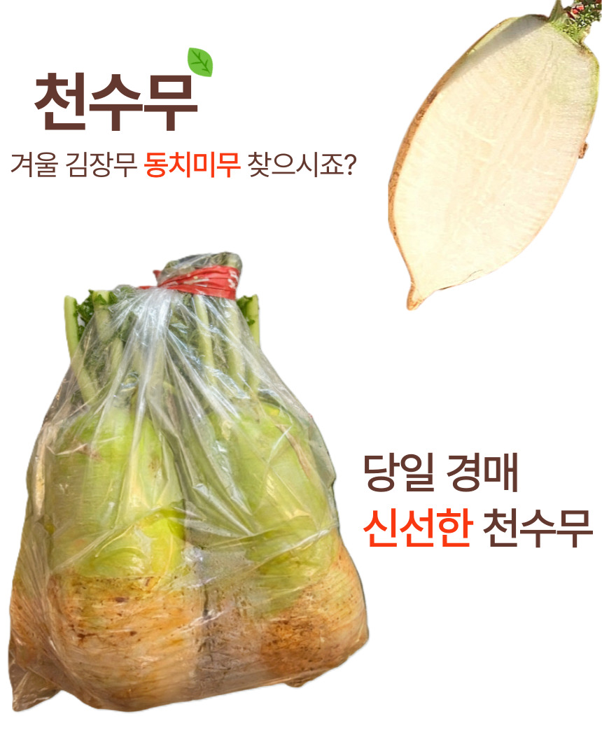 천수무 다발무 동치미용 월동 무우 겨울무 1단 - 상세 이미지 2