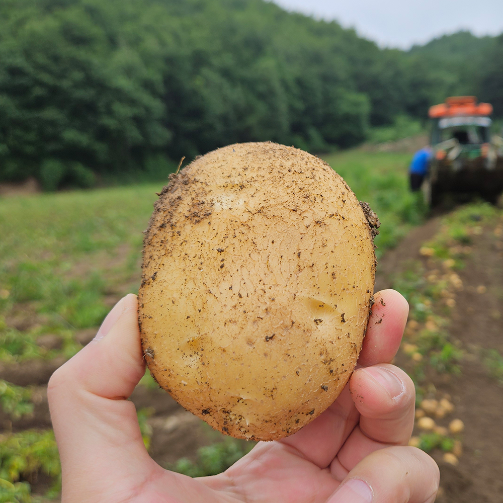 국내산 햇감자 강원도 두백 감자 특, 2kg, 1개 - 상품 이미지