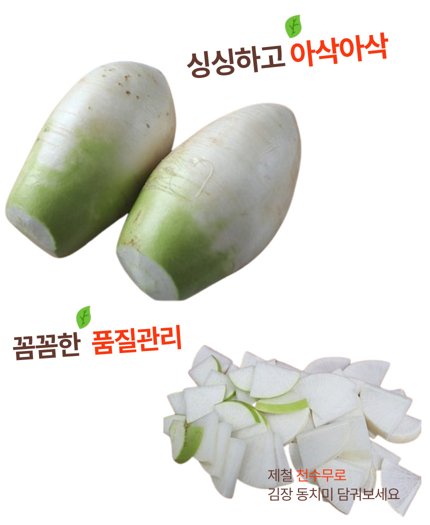 천수무 다발무 동치미용 월동 무우 겨울무 1단 - 상세 이미지 3