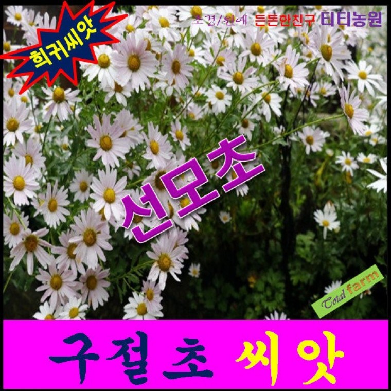 희귀씨앗/야생화꽃씨/선모초/구절초 씨앗 1kg - 메인 이미지