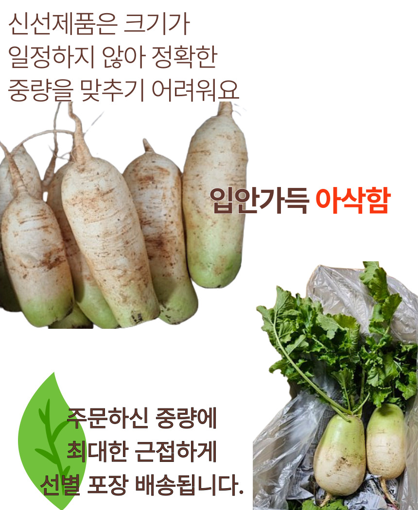 천수무 다발무 동치미용 월동 무우 겨울무 1단 - 상세 이미지 5