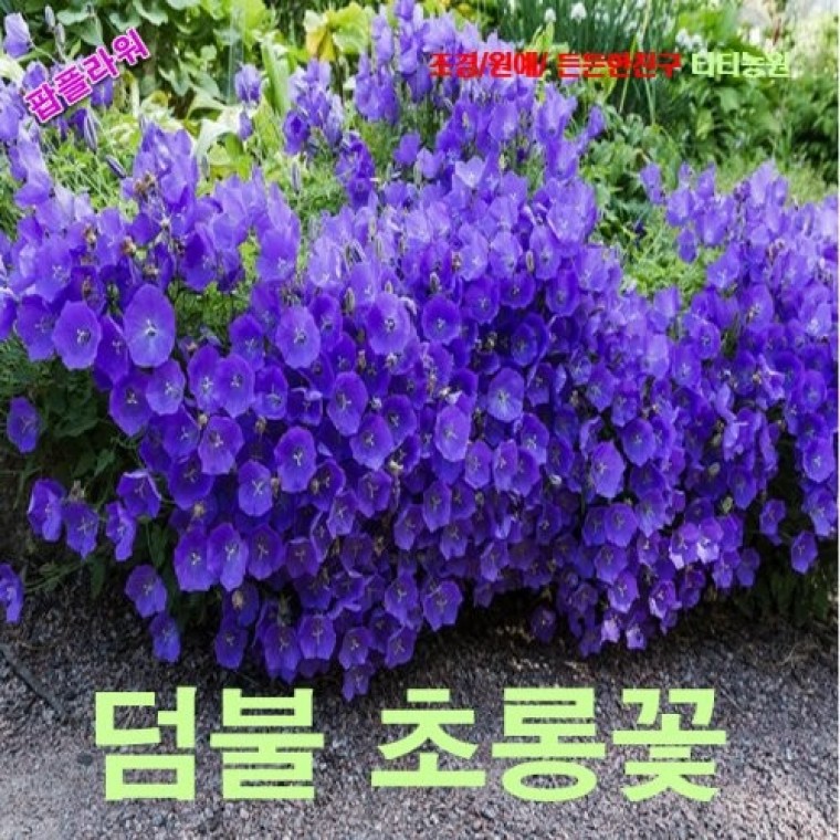 씨앗나라 덤불초롱꽃-블루 씨앗 25립 - 메인 이미지