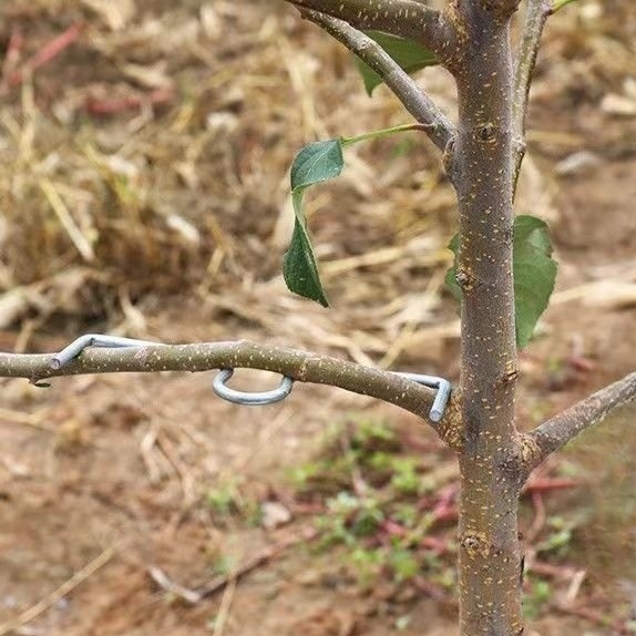 과일나무 고추대 클립 튼튼한 철사 원예용 지지 S자형 고정 집게 재사용 M10cm 50개 이미지 6