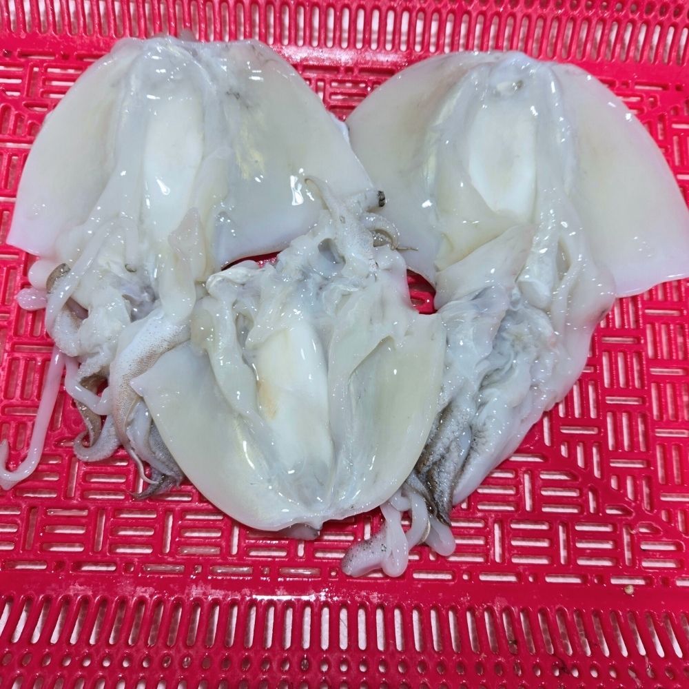 손질갑오징어 활복오징어 갑오징어시세 오징어숙회 구이 냉동 몸통 500g - 메인 이미지