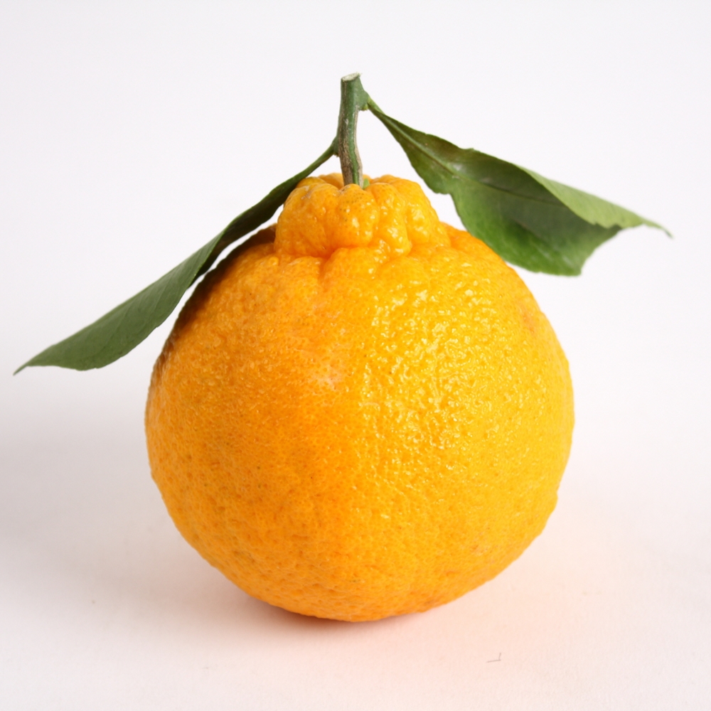 제주 고당도 한라봉 가정용 2kg 3kg 5kg - 상세 이미지 4